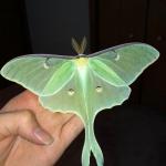 Luna Moth