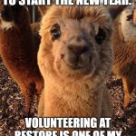 happy alpaca | I AM SO EXCITED TO START THE NEW YEAR. VOLUNTEERING AT RESTORE IS ONE OF MY NEW YEARS RESOLUTIONS. | image tagged in happy alpaca | made w/ Imgflip meme maker