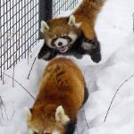 Red panda