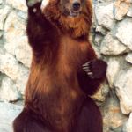 bear | Howdy | image tagged in bear | made w/ Imgflip meme maker
