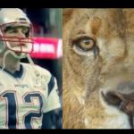 Brady the Lion
