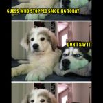 Bad joke dogs | GUESS WHO STOPPED SMOKING TODAY                                                                                                                                                                                                                                                                                                                                                                                                                                                                                       DON'T SAY IT; GENERAL SOLEIMANI | image tagged in bad joke dogs | made w/ Imgflip meme maker