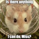 Gerbil1 anything i can do | Is there anything; I can do, Miss? | image tagged in gerbil1 anything i can do | made w/ Imgflip meme maker