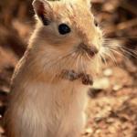 Gerbil4 anything important fb