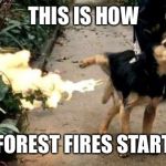 Dog Peeing Fire | THIS IS HOW; FOREST FIRES START | image tagged in dog peeing fire | made w/ Imgflip meme maker