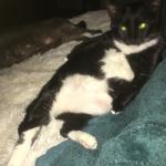 IDGAF cat