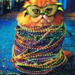 Mardi Gras Cat meme