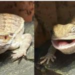 Butter the bearded dragon meme