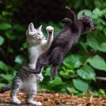 kittens boxing