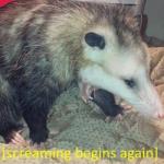 Opossum screaming