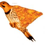 Dorito Bird