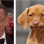 Hanks & Meme Dog meme