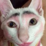 this cat with makeup