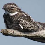 Suspicious Nightjar