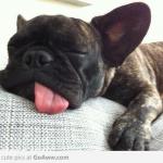 Exhausted Frenchie