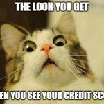 WTF cat credit score | THE LOOK YOU GET; WHEN YOU SEE YOUR CREDIT SCORE | image tagged in wtf cat,memes | made w/ Imgflip meme maker
