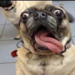 Surprised Pug