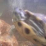 Blurry Turtle