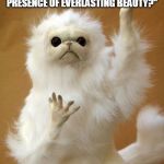 Persian Cat Guardian 2 | "MILDAY, I BESEECH THEE. COULD YOU GRACE ME WITH YOUR PRESENCE OF EVERLASTING BEAUTY?" | image tagged in persian cat guardian 2 | made w/ Imgflip meme maker