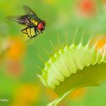 Venus flytrap with fly