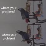 What's your problem? Parrot. meme