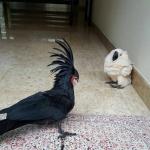 White bird afraid of goth bird