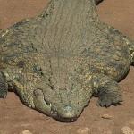 Thicc crocodile