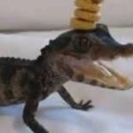 Baby alligator meme