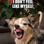 Piper the Cowdog | I DON’T FEEL LIKE MYSELF, I NEED A SNICKERS! | image tagged in piper the cowdog | made w/ Imgflip meme maker
