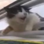 Wing Cat