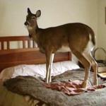 deer on a bed