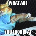 Piano cat | WHAT ARE; YOU LOOKIN AT | image tagged in piano cat | made w/ Imgflip meme maker