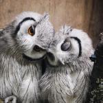 Owls in love