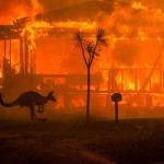 Australia bushfires w/ sad kangaroo