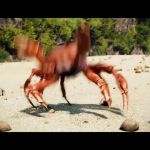 Crab Rave GIF Template