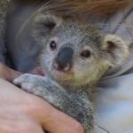 Baby Koala