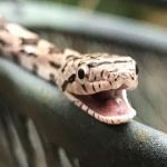 Smily Snake
