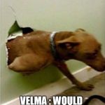 Dog breaking the wall | SCOOBZ : NUH UH! WONT DO IT! VELMA : WOULD YOU DO IT FOR A SC- | image tagged in dog breaking the wall | made w/ Imgflip meme maker