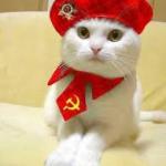 Communist cat meme