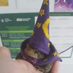 Wizard toad