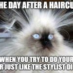 Crazy Hair Cat | THE DAY AFTER A HAIRCUT; WHEN YOU TRY TO DO YOUR HAIR JUST LIKE THE STYLIST DID IT | image tagged in crazy hair cat | made w/ Imgflip meme maker