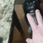 Hand vs Dog
