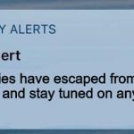 emergency alert | The Normies have escaped from the Zoo. check the Radar and stay tuned on any news channel. | image tagged in emergency alert | made w/ Imgflip meme maker