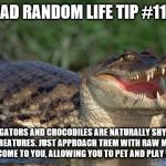 Alligator | BAD RANDOM LIFE TIP #117:; ALLIGATORS AND CROCODILES ARE NATURALLY SHY AND TIMID CREATURES. JUST APPROACH THEM WITH RAW MEAT AND THEY WILL COME TO YOU, ALLOWING YOU TO PET AND PLAY WITH THEM. | image tagged in alligator | made w/ Imgflip meme maker