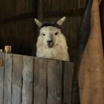 Llama with wig