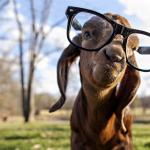 Millennial Hipster Goat