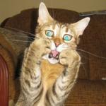 ohnoKITTY