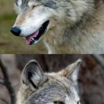 haha-no-wolf | WHAT DO YOU CALL A  SCARED DOG; AWAREWOLF | image tagged in haha-no-wolf | made w/ Imgflip meme maker