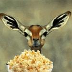 Deer Eating Popcorn