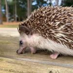 Yelling Hedgehog